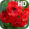 Red Roses Live Wallpaper icon