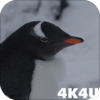 4K Funny Penguin Video Live Wallpaper icon