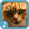 Meowing Cat Sounds Ringtones icon