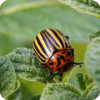 Insect pests icon