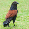 Greater coucal bird sounds icon