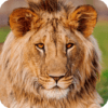 Lion Live Wallpaper HD icon