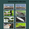 Birds PhotoGallery icon