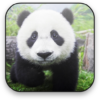 Panda Free Video Wallpaper icon