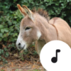 Donkey Sounds icon