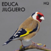 Jilguero Maestro icon