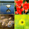 Daisy, Lily, Water Lily Wallpa icon