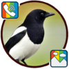 Magpie RINGTONES and WALLPAPERS icon