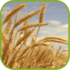 Charming Wheat Wallpapers icon