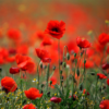 Poppies live wallpaper icon