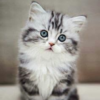 Kitten Wallpaper & Cat Images icon