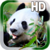 Panda Live Wallpaper icon