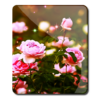 Flower Roses Wallpaper icon