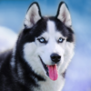 Talking Siberian Husky icon