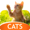 Cats Wallpapers in 4K icon