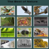 Best Of Nature icon