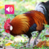 Red Junglefowl Sound: Ringtone icon