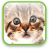 Cute Kitty Video Wallpaper icon