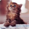 Lovely Kitten Live Wallpaper icon