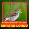 Kicau Burung: Sikatan Londo icon