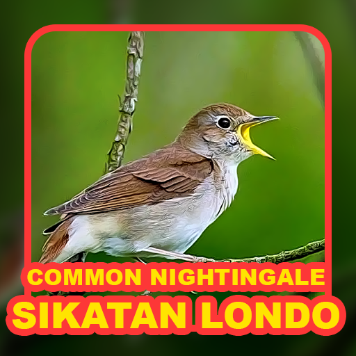 Kicau Burung: Sikatan Londo icon