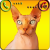 Fake Call Cat Prank icon