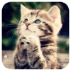 Cute Cat live wallpaper icon