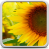 Sunflower Live Wallpaper icon