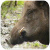 Boar sounds icon