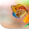 Butterfly HD Wallpapers icon