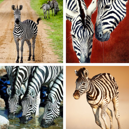 Zebra HD Wallpapers icon