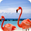 Flamingo Wallpapers icon