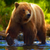 Bear Simulator Animal Simulator icon