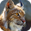 Bobcat Sounds icon