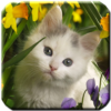 Cat HD Wallpapers icon