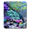 Reef Fish Crazy Tank HD icon