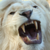 Lion Roar icon