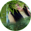 Bamboo Photo Frames icon