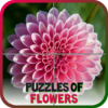 Puzzles of Flowers Free icon