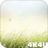 4K Autumn Meadow Minimalistic Live Wallpaper icon