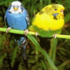 parakeet icon