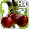 Berry Cherry LWP Free icon