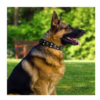 German shepherd worldProduct Reviews app icon