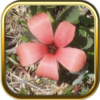 Free Wild Flowers Puzzle Games icon