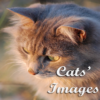 Cats Images icon