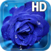 Blue Rose Drops LWP icon