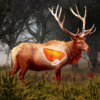 Deer Target Hunting Pro icon