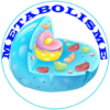 Metabolic System Diseases icon