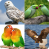 Guess The Animal Pic icon