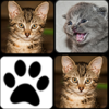 Memory Cats icon